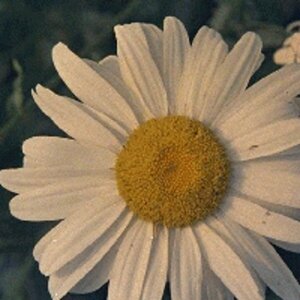 Leucanthemum superbum 'Alaska' P9 - afbeelding 2
