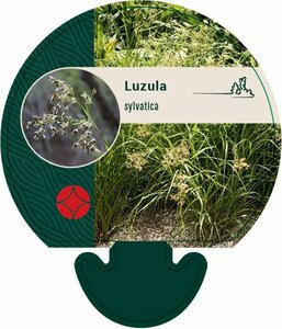 Luzula sylvatica P9