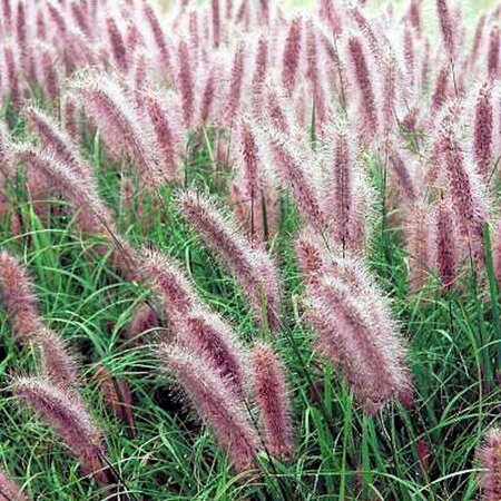 Pennisetum alopecuroides 'Redhead' C2 - afbeelding 2