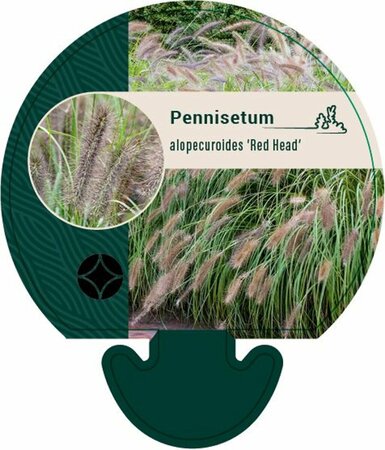 Pennisetum alopecuroides 'Redhead' C2 - afbeelding 1