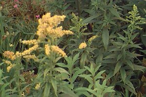 Solidago 'Goldkind' P9