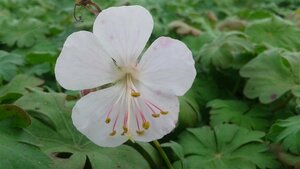 Geranium cantabrigiense 'St Ola' P9