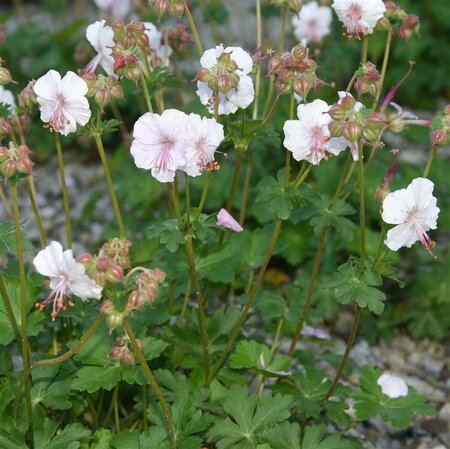 Geranium cantabrigiense 'St Ola' P9 - afbeelding 5