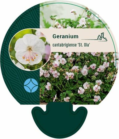 Geranium cantabrigiense 'St Ola' P9 - afbeelding 3