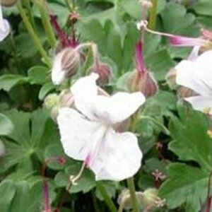 Geranium cantabrigiense 'St Ola' P9 - afbeelding 6