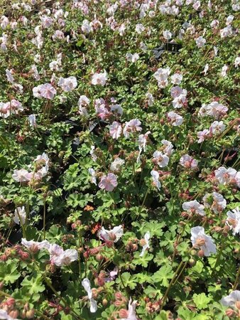 Geranium cantabrigiense 'St Ola' P9 - afbeelding 2