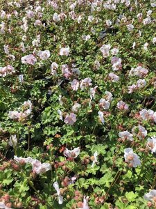 Geranium cantabrigiense 'St Ola' P9 - afbeelding 2
