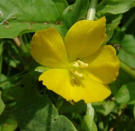 Lysimachia nummularia P9 - afbeelding 3