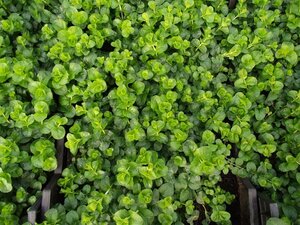 Lysimachia nummularia P9 - afbeelding 6