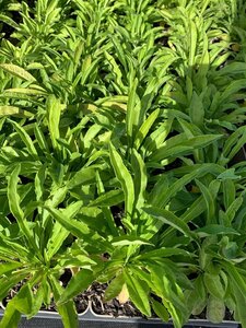 Campanula persicifolia  'Coerulea' P9 - afbeelding 5