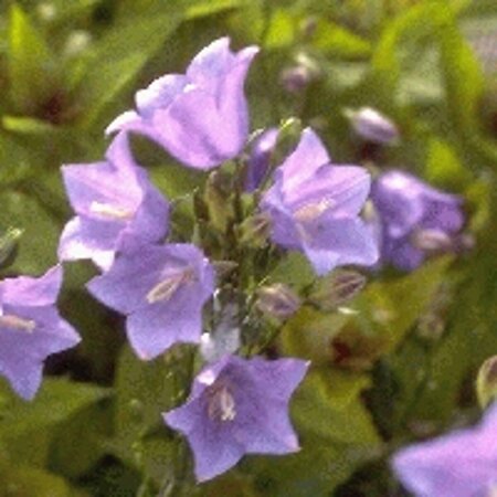 Campanula persicifolia  'Coerulea' P9 - afbeelding 2