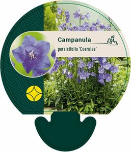 Campanula persicifolia  'Coerulea' P9 - afbeelding 3