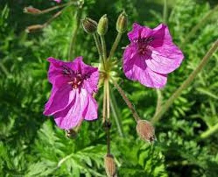 Erodium manescavii P9