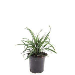 Liriope muscari 'Big Blue' P9 - afbeelding 6