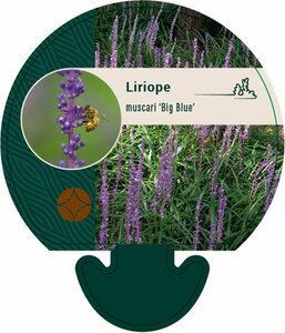 Liriope muscari 'Big Blue' P9 - afbeelding 10