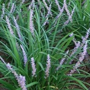 Liriope muscari 'Big Blue' P9 - afbeelding 13