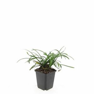 Liriope muscari 'Big Blue' P9 - afbeelding 8