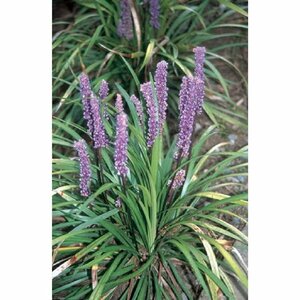 Liriope muscari 'Big Blue' P9 - afbeelding 12