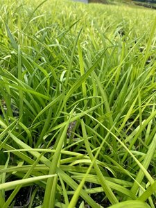 Liriope muscari 'Big Blue' P9
