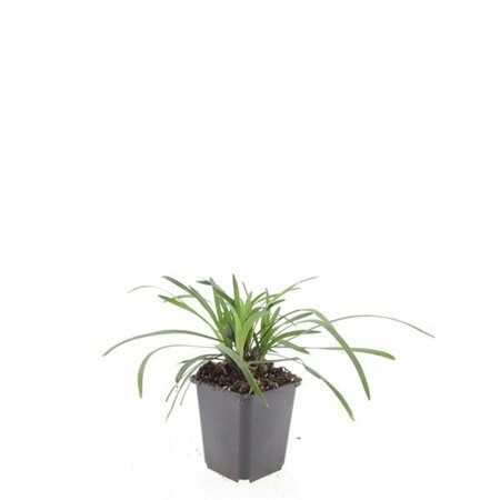 Liriope muscari 'Big Blue' P9 - afbeelding 7