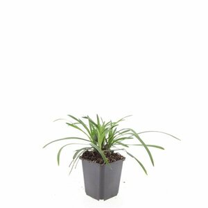 Liriope muscari 'Big Blue' P9 - afbeelding 7