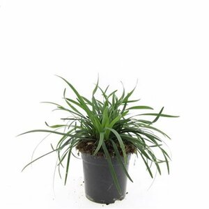 Liriope muscari 'Big Blue' P9 - afbeelding 5