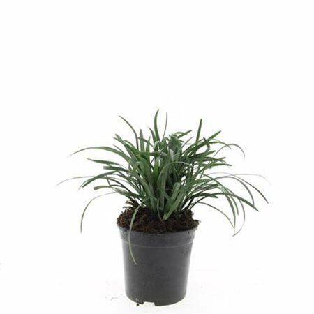 Liriope muscari 'Big Blue' P9 - afbeelding 2