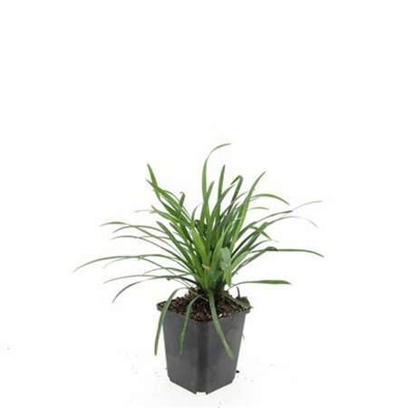 Liriope muscari 'Big Blue' P9 - afbeelding 9