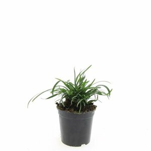 Liriope muscari 'Big Blue' P9 - afbeelding 3