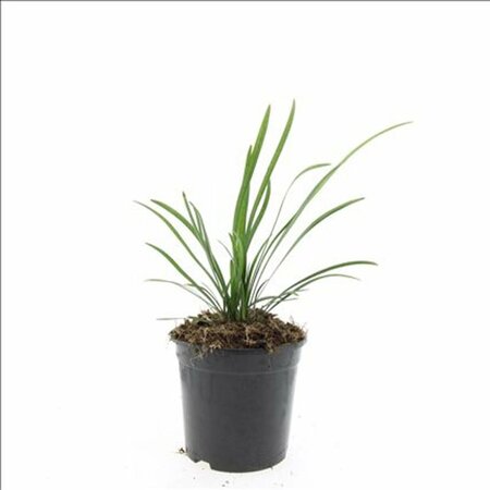 Liriope muscari 'Big Blue' P9 - afbeelding 16