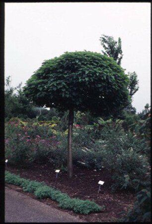 Catalpa bignonioides 'Nana' - afbeelding 1