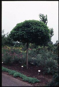 Catalpa bignonioides 'Nana' ST. 225 8-10 C. 