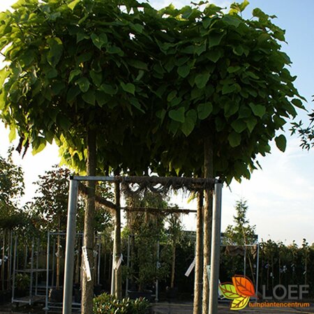 Catalpa bignonioides 'Nana' - afbeelding 2