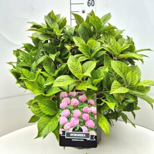 Hydrangea macrophylla  'Bouquet Rose' - afbeelding 5