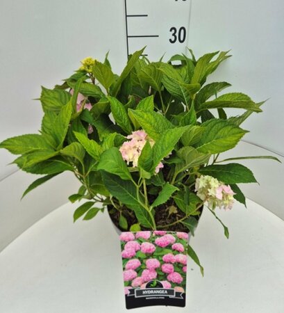 Hydrangea macrophylla  'Bouquet Rose' - afbeelding 3