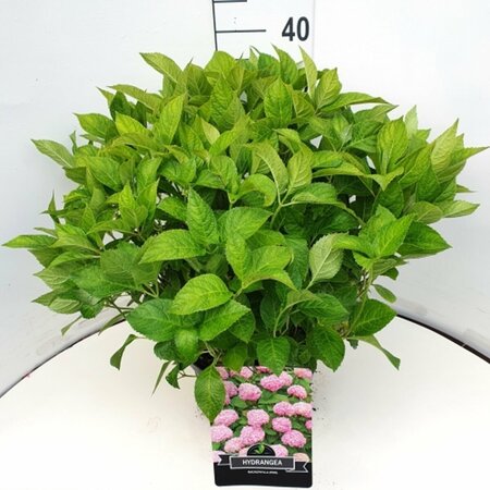 Hydrangea macrophylla  'Bouquet Rose' - afbeelding 4