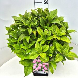 Hydrangea macrophylla  'Bouquet Rose' - afbeelding 6