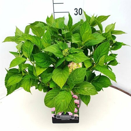 Hydrangea macrophylla  'Bouquet Rose' - afbeelding 2