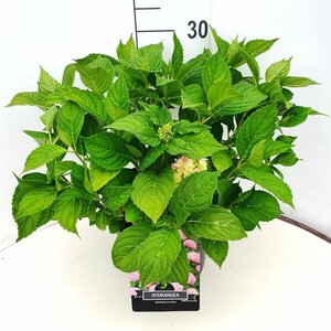 Hydrangea macrophylla  'Bouquet Rose' - afbeelding 2