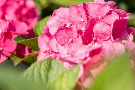 Hydrangea macrophylla  'Bouquet Rose' - afbeelding 1