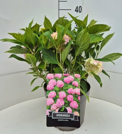 Hydrangea macrophylla  'Bouquet Rose' - afbeelding 4