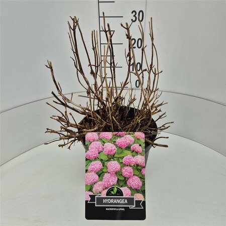 Hydrangea macrophylla  'Bouquet Rose' - afbeelding 5