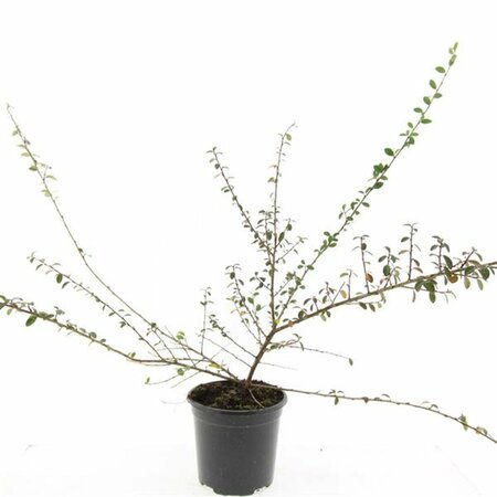 Cotoneaster suecicus 'Coral Beauty' C1.5 - afbeelding 12