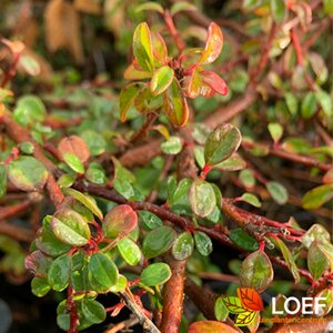 Cotoneaster suecicus 'Coral Beauty' C1.5