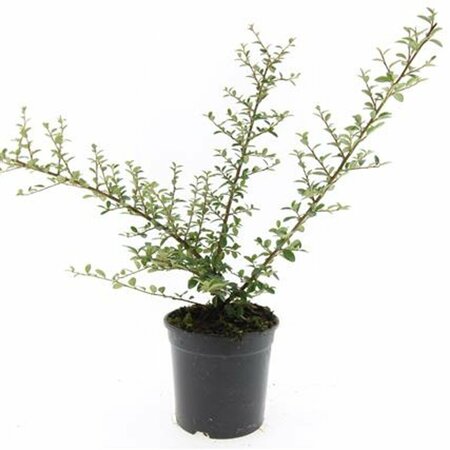 Cotoneaster suecicus 'Coral Beauty' C1.5 - afbeelding 11