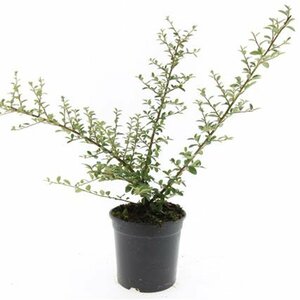 Cotoneaster suecicus 'Coral Beauty' C1.5 - afbeelding 11
