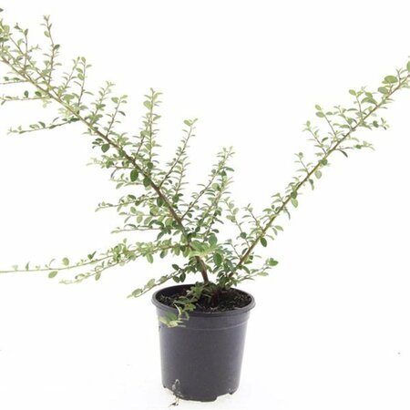 Cotoneaster suecicus 'Coral Beauty' C1.5 - afbeelding 5
