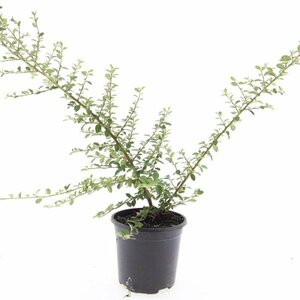 Cotoneaster suecicus 'Coral Beauty' C1.5 - afbeelding 5