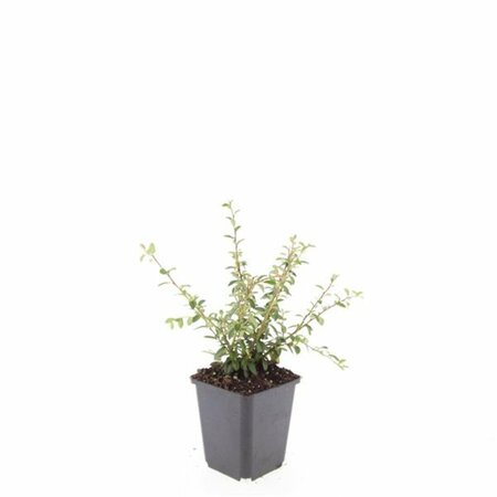 Cotoneaster suecicus 'Coral Beauty' C1.5 - afbeelding 3