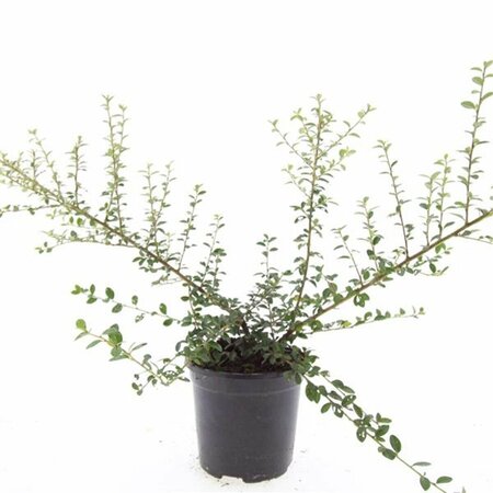 Cotoneaster suecicus 'Coral Beauty' C1.5 - afbeelding 8